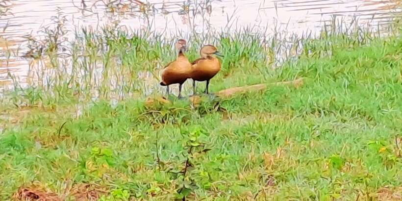 Udawalawe National Park Safari Tour - Birds and other animals add balance