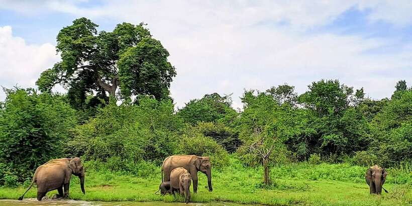 Udawalawe National Park Safari Tour - Lunch at Elephant Trail