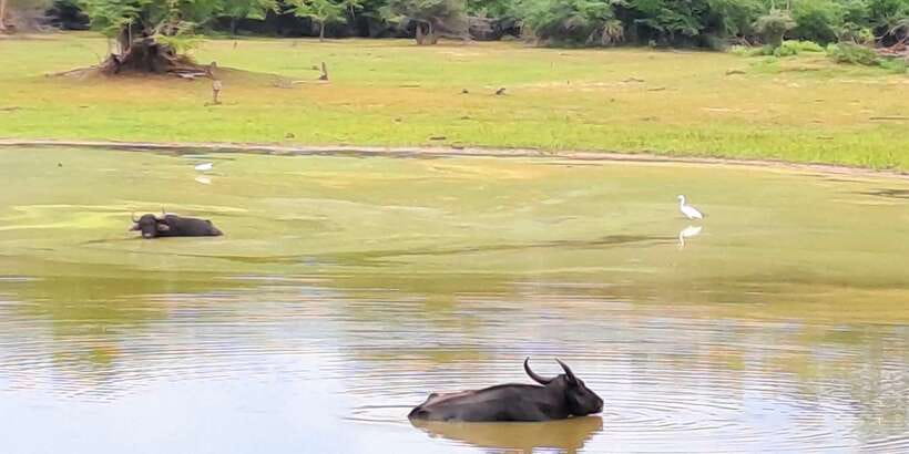 Udawalawe National Park Safari Tour - What the $110 price really covers
