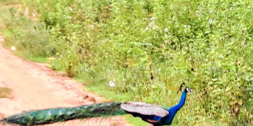 Udawalawe National Park Safari Tour - Private group benefits and limits