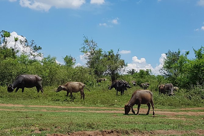 Udawalawe National Park Safari trip from Galle/Mirissa/Ella - How much value does the $190 price offer?