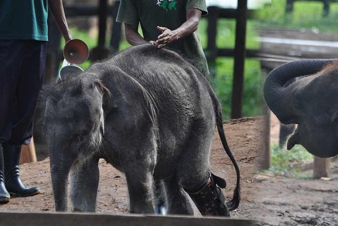 Udawalawe National Park Safari with Elephant Transit Home Visit - What you can expect during the three-hour park drive