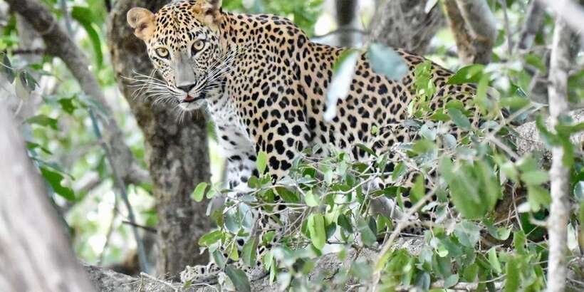 Udawalawe National Park: Safari with Experienced Driver - Why Udawalawe is a good safari choice