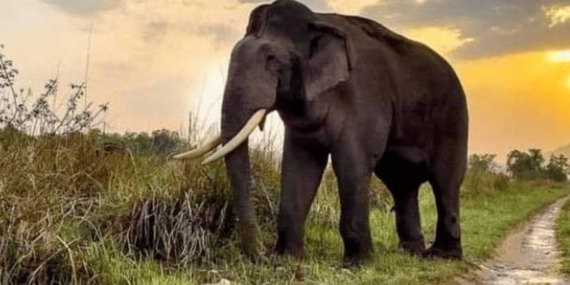 Udawalawe National Park: Safari with Experienced Driver - Three and a half hours inside the park