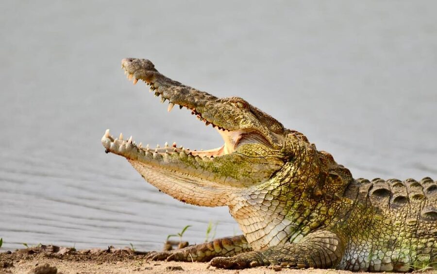 Udawalawe National Park: Safari with Experienced Driver - What you might see from the jeep