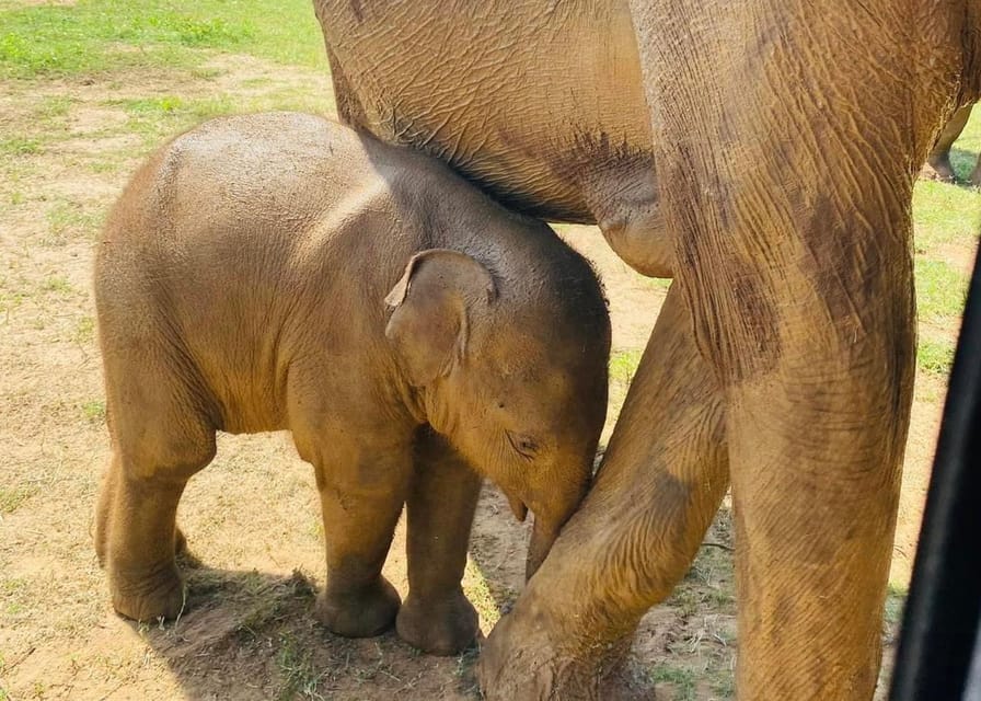 Udawalawe National Park: Safari with Experienced Driver - Comfort, safety, and the bumpy reality