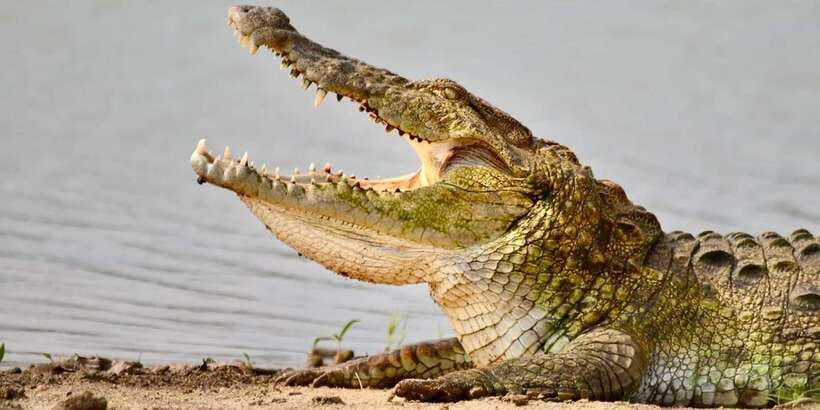 Udawalawe National Park: Safari with Experienced Driver - Is $20 a good value?
