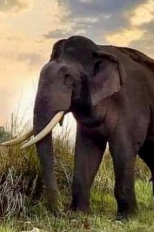 Udawalawe National Park: Safari with Experienced Driver - Small details that make the outing easier