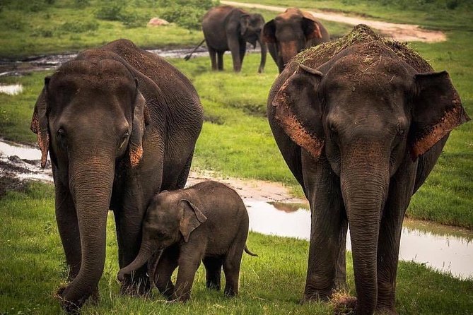 Udawalawe National Park Safari with Private Driver-Jeep and Enter ticket - What the wildlife search may include