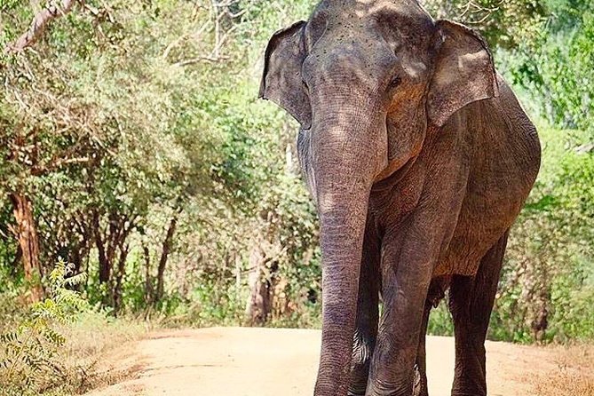 Udawalawe National Park Safari with Private Driver-Jeep and Enter ticket - The value of a private Jeep at $50 per group