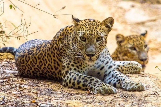 Udawalawe National Park Safari with Private Driver-Jeep and Enter ticket - What the 4x4 format is really like