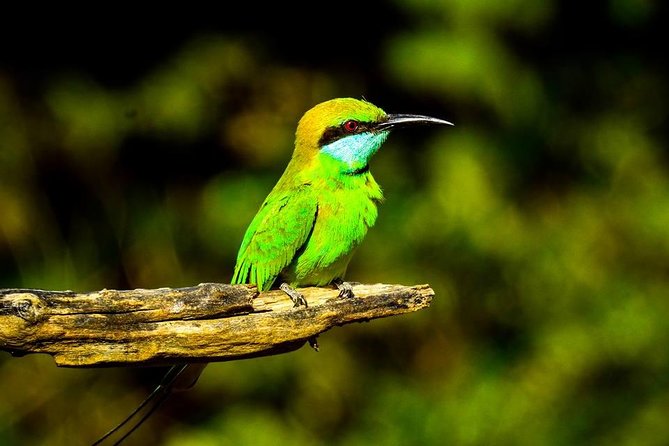 Udawalawe National Park Safari With Transfers From Colombo - What the wildlife list really means