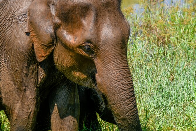 Udawalawe National Park Wildlife Safari Tours - Why Udawalawe makes a good first safari