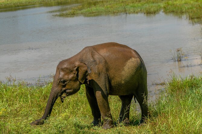 Udawalawe National Park Wildlife Safari Tours - What the guide-driver adds