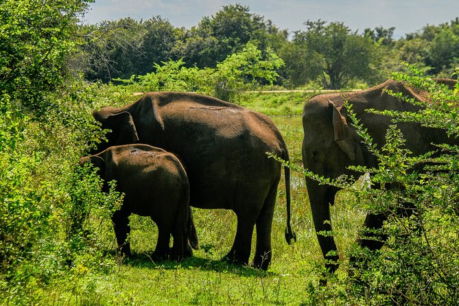 Udawalawe National Park Wildlife Safari Tours - Private jeep, pickup, and basic comfort