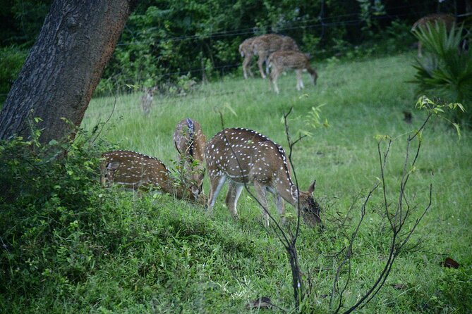 Udawalawe National Park Wildlife Safari Tours - Weather, cancellation, and planning advice