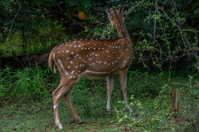 Udawalawe National Park Wildlife Safari Tours - Elephants, birds, and the value of patience