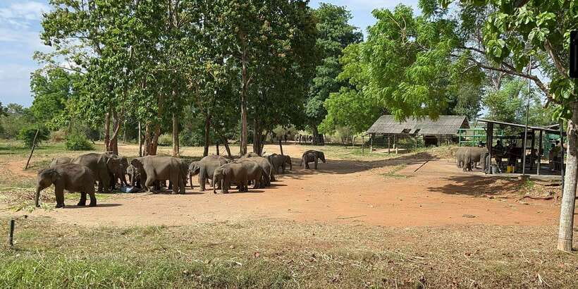 Udawalawe National park with Safari jeep & Entrance ticket - Why Udawalawe is a good first safari in Sri Lanka