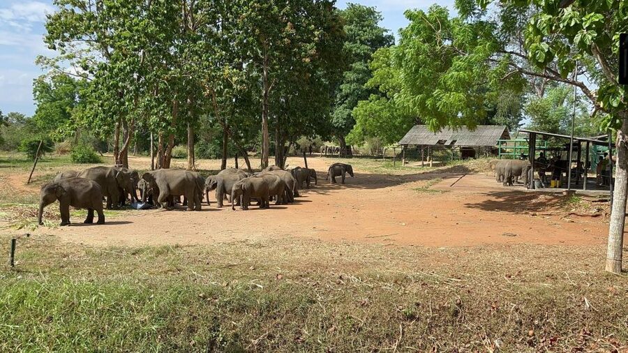 Udawalawe National park with Safari jeep & Entrance ticket - Watching elephants in their natural setting