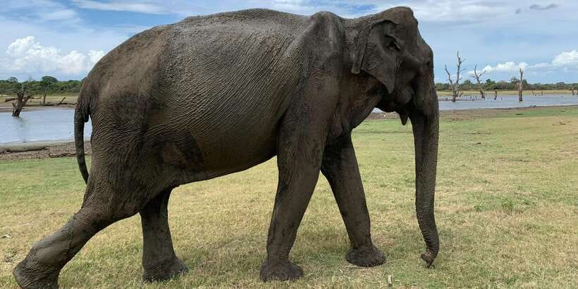 Udawalawe National park with Safari jeep & Entrance ticket - Pickup from Udawalawe and the short transfer