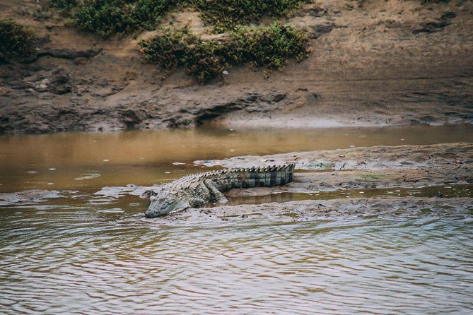 Udawalawe Private Safari frm Hambantota Port by BTM-All Inclusive - Half-Day or Full-Day: Which Fits Your Ship?