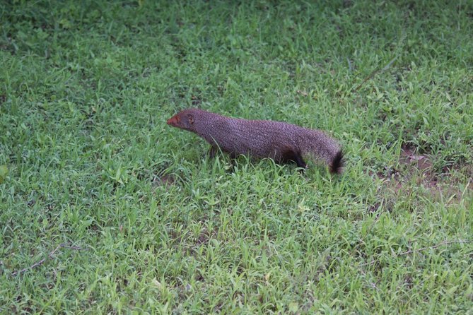 Udawalawe Private Safari frm Hambantota Port by BTM-All Inclusive - Who Should Book This Safari?