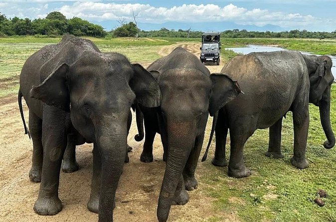 Udawalawe Safari Adventure - What Lahiru Prasad adds to the experience