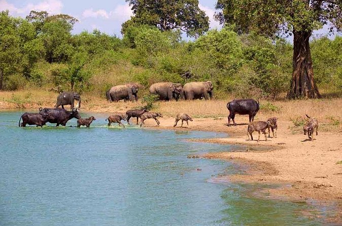 Udawalawe Safari Adventure - The price is low until the park fee appears