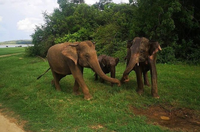 Udawalawe Safari Adventure - Timing, weather, and the feel of the outing