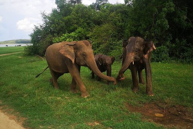 Udawalawe Safari Adventure - Who will enjoy this safari most