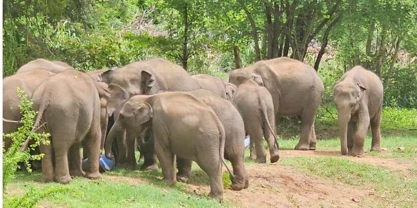 Udawalawe Safari Day Tour From Bentota/Aluthgama/Ahungalla - Key points before you book