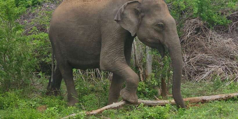 Udawalawe Safari Day Tour From Bentota/Aluthgama/Ahungalla - The Elephant Transit Home takes about 45 minutes