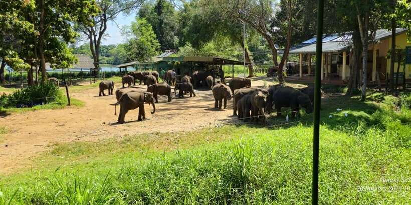 Udawalawe Safari Day Tour From Bentota/Aluthgama/Ahungalla - Lunch is simple, local, and extra