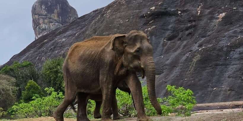 Udawalawe Safari Day Tour From Bentota/Aluthgama/Ahungalla - Who will get the most from this tour