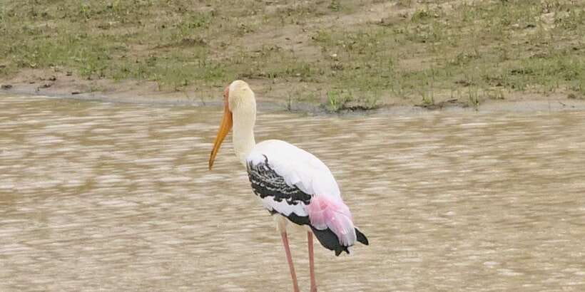 Udawalawe Safari Day Tour From Bentota/Aluthgama/Ahungalla - Small details that make the day run better