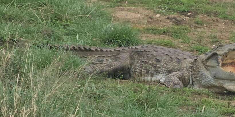 Udawalawe Safari Day Tour From Bentota/Aluthgama/Ahungalla - Private transport makes the long road easier