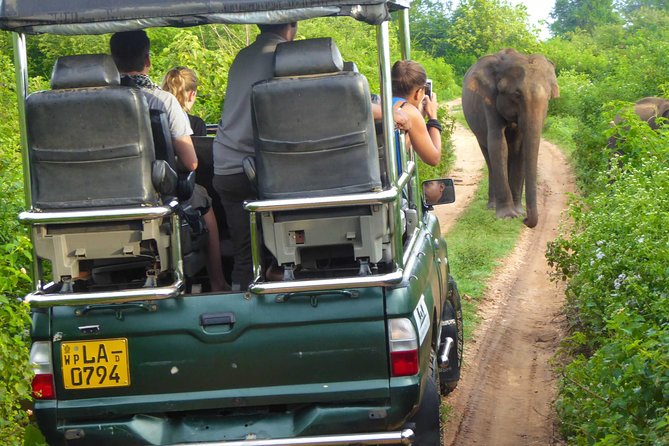 Udawalawe Safari Day Trip from South Region & Transfer to Ella - Three hours among Udawalawe’s elephants