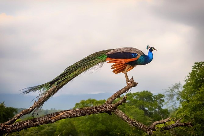 Udawalawe Safari Day Trip with Return Transport - All Inclusive - Booking details worth checking first