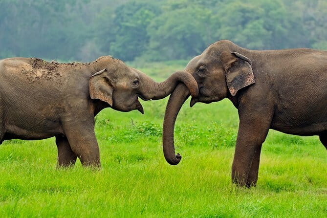 Udawalawe Safari & Elephant Orphanage visit from Hambantota port - Key points to know before booking