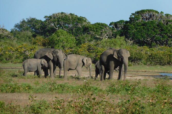 Udawalawe Safari & Elephant Orphanage visit from Hambantota port - Is $49 a good price?