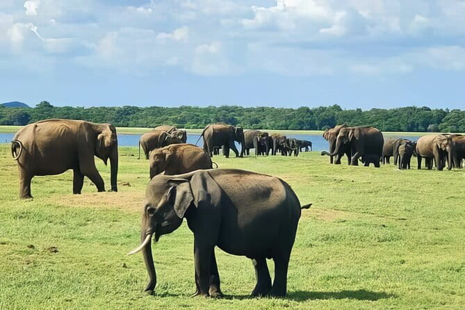Udawalawe Safari & Elephant Orphanage visit from Hambantota port - Timing, pickup, and cancellation details