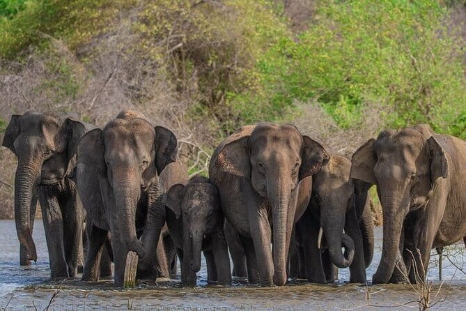 Udawalawe Safari & Elephants Orphanage tour from Hambantota port - Elephants in open country