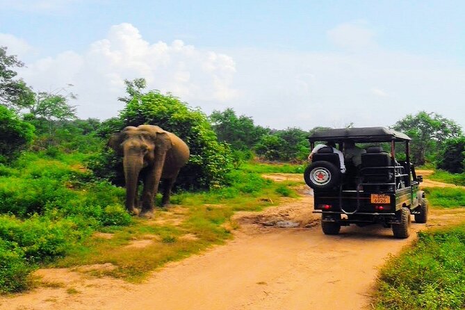 Udawalawe Safari - Private & Customize Tour - Elephants, birds, and the pace of wildlife watching