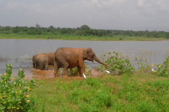 Udawalawe Safari - Private & Customize Tour - Is $110 per person good value?