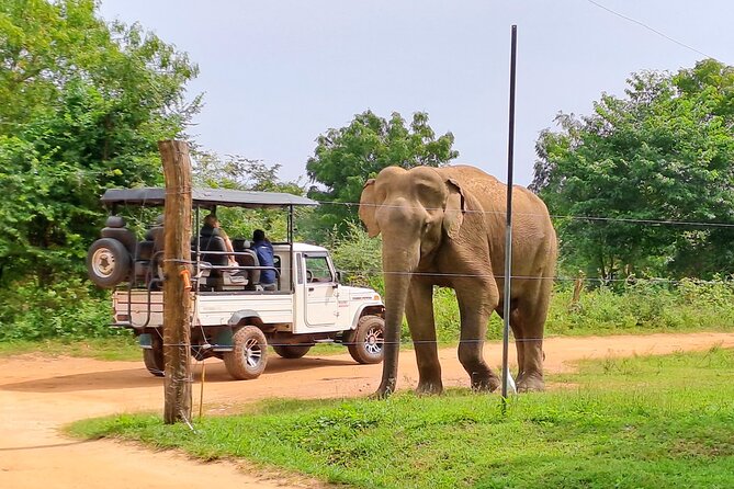 Udawalawe Safari - Private & Customize Tour - Who should book this private safari?