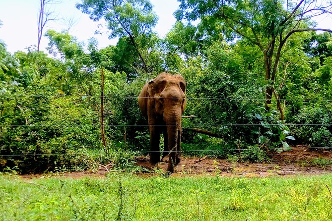 Udawalawe Safari - Private & Customize Tour - An 8:00 am start from Galle, Hikkaduwa, or Mirissa