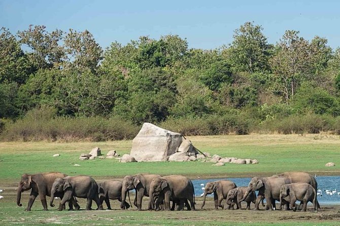 Udawalawe Safari Private Day Tour Kaluthara/Beruwala/Bentota/Kosgoda/Ahungalla - Who will enjoy this Udawalawe day trip?