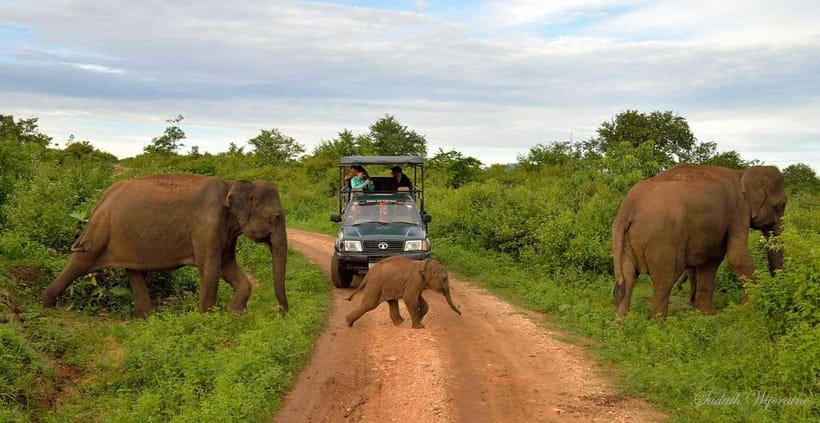 Udawalawe Safari Private Day Trip with Lunch - All Inclusive - Key points before you book