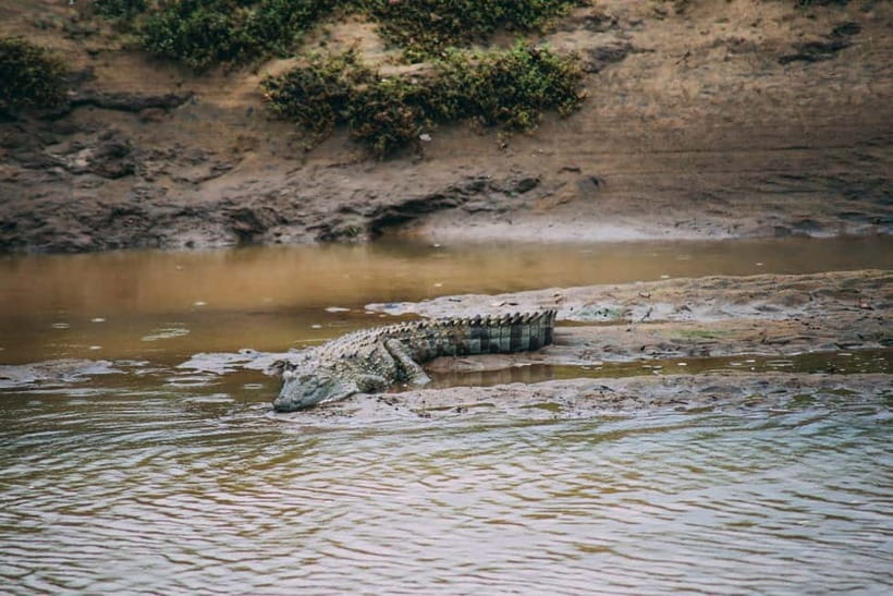 Udawalawe Safari Private Day Trip with Lunch - All Inclusive - Who will get the most from this private day