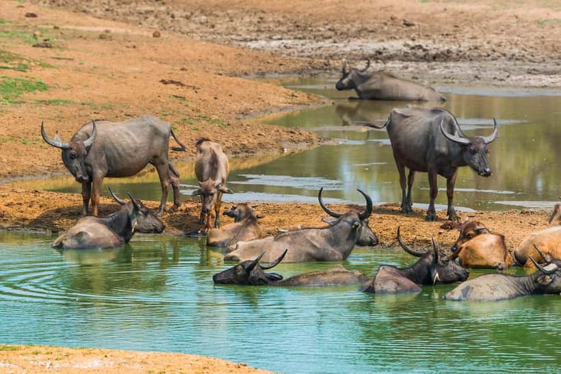 Udawalawe Safari Private Day Trip with Lunch - All Inclusive - Should you book the Udawalawe safari?